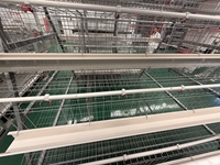 Équipement avicole en gros : Nouvelle cage à batterie automatique pour l'élevage industriel de poulets
