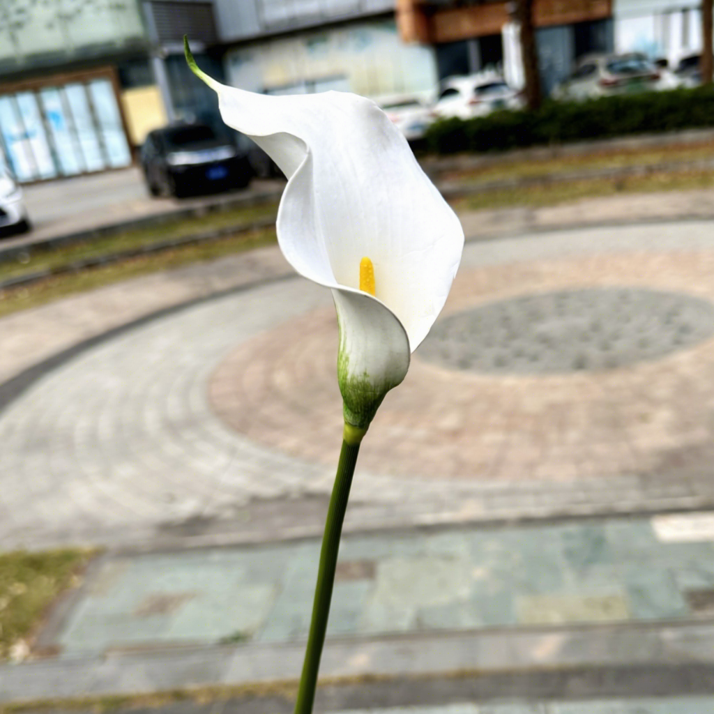 White