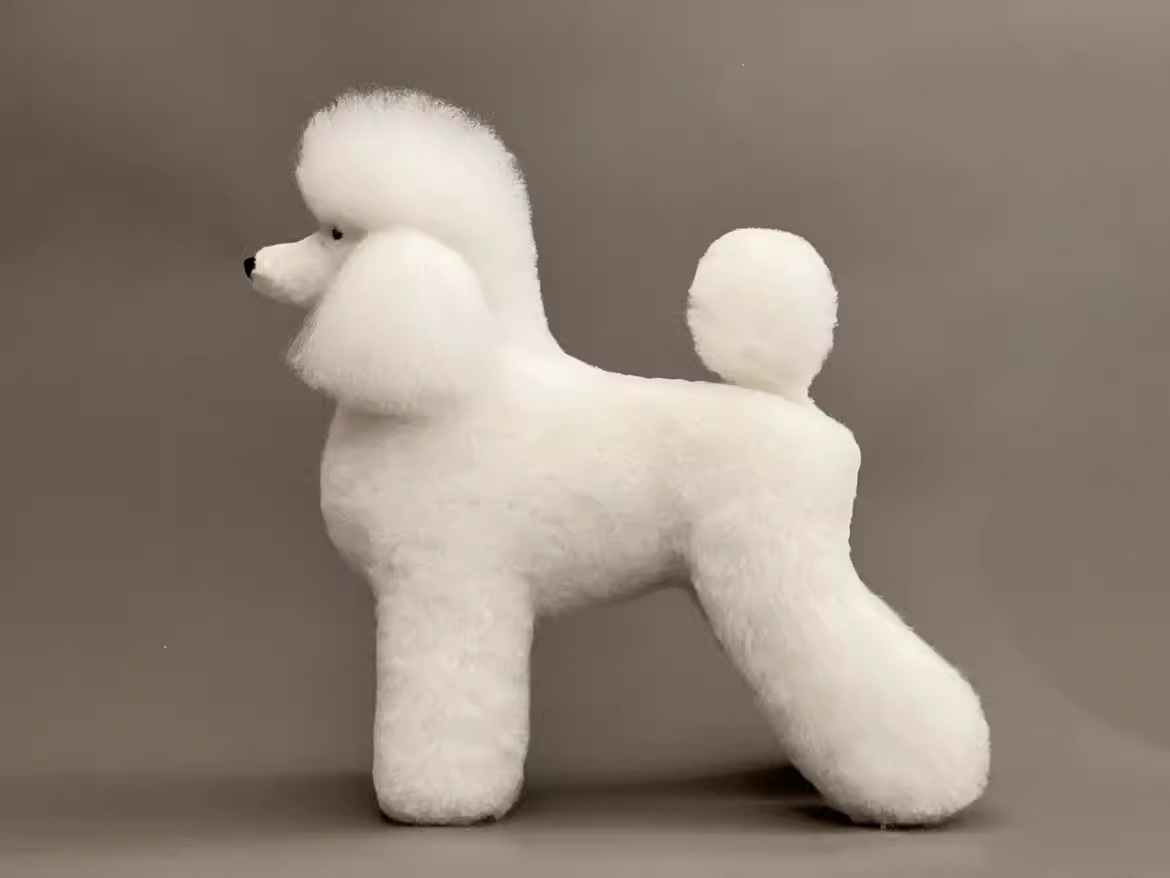 Caniche blanco con piel de cuerpo completo