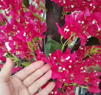 Arbres à fleurs artificielles en bois véritable de différentes tailles et de haute qualité pour la décoration de mariage à la maison