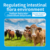 Mélange de probiotiques de butyrate de sodium de Clostridium de haute qualité favorisent les additifs d'alimentation de croissance