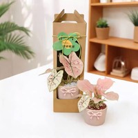Boîte cadeau personnalisée en papier kraft avec fenêtre et poignée, emballage en carton pour pot de fleurs, idéal pour la vente au détail de plantes succulentes en pépinière