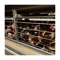 Nouvelles cages à poules pondeuses Tianrui 10000, type H, en acier galvanisé, pour élevage avicole automatique