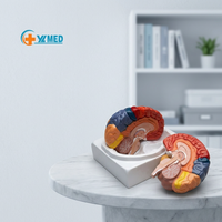 Modelo de Cerebro Humano a Tamaño Real, Colorido, con Marcas Numéricas, Modelo de Arteria Cerebral para Enseñanza Médica, CE/ISO