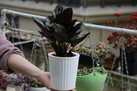 Pot de fleurs en plastique auto-arrosant écologique pour Pothos, grand réservoir d'eau, double pot pour jardin et usage domestique