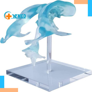 Modello di Ventricoli Cerebrali Umani per Insegnamento Medico, Strumento Didattico per Bambini, Espositore Educativo, Modello di Ventricolo Cerebrale CE/ISO - Product Image 1