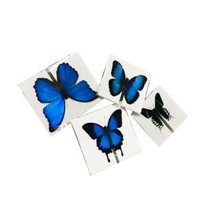 Regalo del mestiere biologico campioni bella tassidermia conservato reale insetto farfalla specimen - Product Image 4