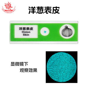 12 Plastic Biological <b>Microscope</b> Slides: Understanding Cells Under the <b>Microscope</b>, Vegetable Slides for Children's Science - Product Image 4