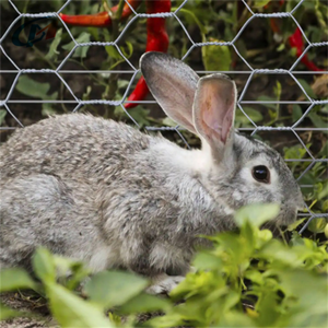 Grillage hexagonal personnalisé galvanisé à chaud pour poulets et volailles Clôture en métal tissé enduit de PVC pour l'alimentation des poulets et des canards - Product Image 2