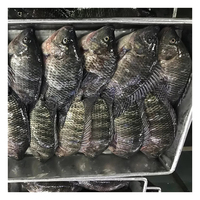 Exportateur de produits de la mer, expédition rapide, vente en gros, tilapia noir entier congelé de petite et grande taille, certifié HACCP, IQF