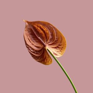 Artificielle Anthurium Lily Fleurs Décor À La Maison <span class=keywords><strong>Bouquet</strong></span> <span class=keywords><strong>Et</strong></span> Feuille Verte <span class=keywords><strong>Et</strong></span> Mariage <span class=keywords><strong>De</strong></span> <span class=keywords><strong>Mariée</strong></span> Festival Décoration Arrangement <span class=keywords><strong>De</strong></span> Fleurs - Product Image 5