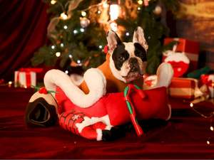 卸売クリスマスそり犬用ベッド洞窟かわいいホリデーギフトプレミアム品質耐久性高級面白い犬用ベッド - Product Image 6