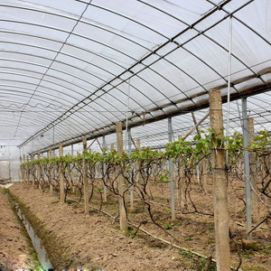 Invernadero agrícola de tamaño pequeño Protección UV Película plástica de PE de 200 micras Estructura de acero estable Fabricación de una sola capa - Product Image 6