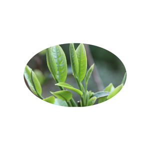 Bột Chiết Xuất Trà Xanh <span class=keywords><strong>Polyphenol</strong></span>, EGCG - Product Image 2