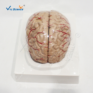 Modèle d'anatomie cérébrale à double hémisphère en PVC avec marquage des vaisseaux, kit pédagogique pour cours de <span class=keywords><strong>neurosciences</strong></span> en faculté de médecine, ressources pédagogiques CE/ISO/ROHS - Product Image 1
