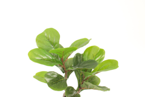 Höhe 40cm künstlicher Geigen blatt Feigen baum Kleiner Plastik ficus baum für Büro-Wohnkultur - Product Image 2