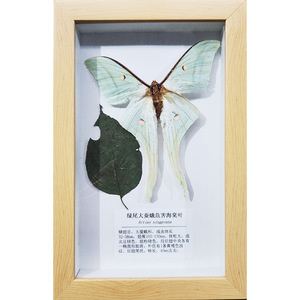 Matériel pédagogique sur la protection des plantes, acheté sur place, pour la recherche et l'enseignement : spécimens d'insectes et de maladies des cultures, et matériel original. - Product Image 1