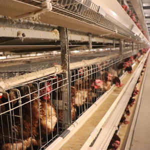 Presa di fabbrica di alta qualità automatico bevitore alimentatore pollame Farm automatico gabbia di strato di pollo con la raccolta automatica delle uova - Product Image 3