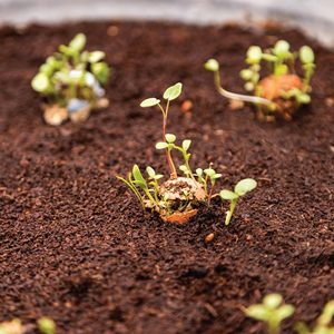 Bombas de flores silvestres orgánicas al por mayor de Venta caliente para hombres y <span class=keywords><strong>mujeres</strong></span> - Product Image 6
