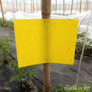 Insecte collant jaune dégradable de pièges pour le contrôle de thrips