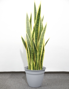 Proveedor <span class=keywords><strong>de</strong></span> jardín, <span class=keywords><strong>hoja</strong></span> <span class=keywords><strong>de</strong></span> PU, <span class=keywords><strong>planta</strong></span> <span class=keywords><strong>de</strong></span> serpiente amarilla Artificial, <span class=keywords><strong>planta</strong></span> <span class=keywords><strong>de</strong></span> <span class=keywords><strong>tigre</strong></span> <span class=keywords><strong>de</strong></span> serpiente Artificial Sansevieria, <span class=keywords><strong>planta</strong></span> <span class=keywords><strong>de</strong></span> serpiente Sansevieria - Product Image 4