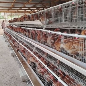 Jaula para <span class=keywords><strong>Gallinas</strong></span> Ponedoras <span class=keywords><strong>de</strong></span> 4 Niveles, Capacidad para 128/160 Aves, Tipo Batería, para 1000 Pollos, Granja Avícola, <span class=keywords><strong>Gallinas</strong></span> Ponedoras, <span class=keywords><strong>Venta</strong></span> <span class=keywords><strong>al</strong></span> <span class=keywords><strong>Por</strong></span> <span class=keywords><strong>Mayor</strong></span> - Product Image 5