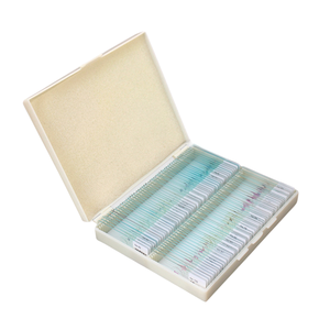 Lames de microscope préparées avec des acariens Sarcoptes adultes, spécimens de parasitologie pour l'enseignement de la biologie médicale et scientifique - Product Image 4