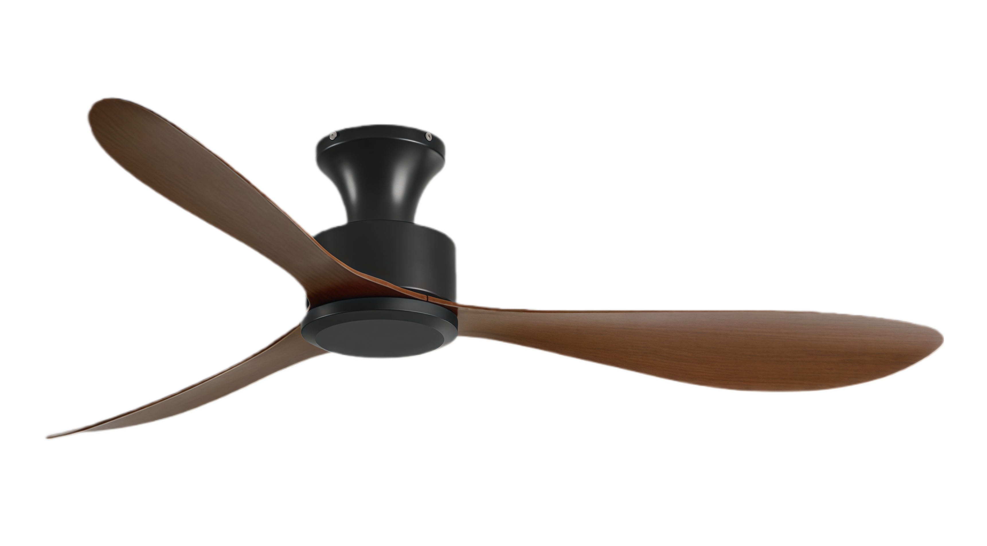 วอลนัทดำ