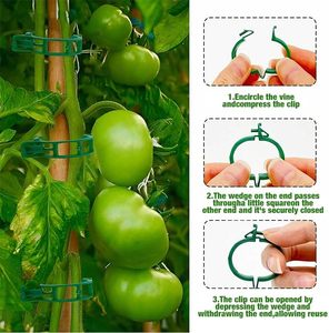 Clips de support pour plantes en plastique PP transparents de 24 mm, réutilisables, pour tomates, concombres, vignes, légumes, treillis en serre - Product Image 3