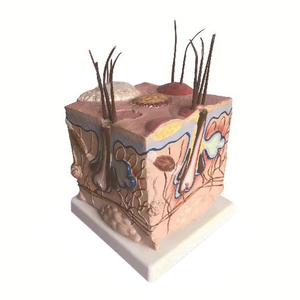 Perro <span class=keywords><strong>De</strong></span> ciencia médica, riñón saludable, riñón patológico, modelo <span class=keywords><strong>de</strong></span> <span class=keywords><strong>anatomía</strong></span>, estudio veterinario canino - Product Image 5