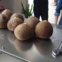 Râpe à noix de coco automatique, haute performance, pour husmr, Machine à ns