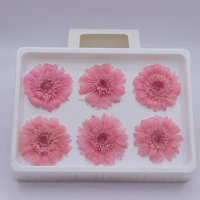 Harga Pabrik Murah Bunga Daisy 5-6cm Awet Abadi  Distabilkan  Bunga Zinnia untuk Buket Dekorasi