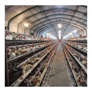 Lồng nuôi gà đẻ trứng loại 96/120/128/160, chuồng nuôi gà mái đẻ trứng cho trang trại gia cầm 10.000 con gà - Product Image 2