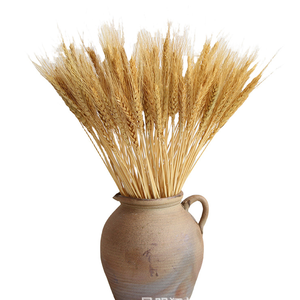 Cawell <span class=keywords><strong>ก้าน</strong></span>ข้าวสาลีอบแห้งสำหรับตกแต่งบ้านห้องครัว100% งานแต่งงานทำจากข้าวสาลีธรรมชาติ50<span class=keywords><strong>ก้าน</strong></span> - Product Image 5