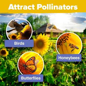 Home Grown 1000 + Paquets de <span class=keywords><strong>tournesol</strong></span> 8 variétés de nains sauvages Lemon Queen Autumn Beauty Sunspot Velvet Valentine's Day - Product Image 5