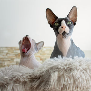 Moderne 4-laags ecologische kattenboom met geïntegreerd kattenhuis, van hout en sisal, groot klim-, spring- en krab-speelgoed, kartonnen verpakking - Product Image 3