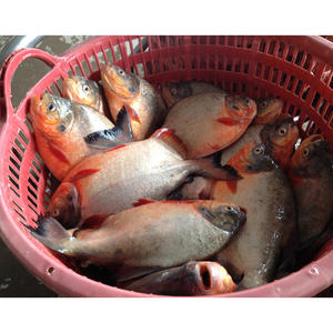 جودة عالية المجمدة الأفريقي pومفريت (pومبانو) من مصدر صيني طراز طازج واستيراد مباشر أحمر - Product Image 5