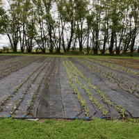 Couverture de sol en plastique agricole pour jardin, usage domestique, couverture d'herbe, contrôle des mauvaises herbes, paillis