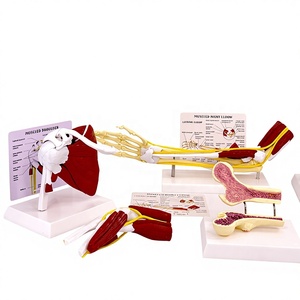 Modèle anatomique en PVC des articulations et muscles humains : structure acromio-claviculaire, acromiale, genou, coude, épaule - Product Image 3