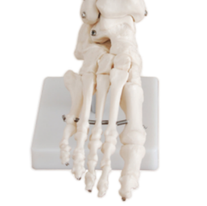 Ada วัสดุวิทยาศาสตร์การแพทย์แบบมีขนาดเท่าข้อศอกและขนาดเท่าของมนุษย์แบบจำลองโครงกระดูกสำหรับการเรียนการสอนและการเรียนรู้กายวิภาคศาสตร์ - Product Image 3