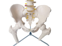 Anatomie biologique médicale enseignant des modèles de colonne vertébrale d'artère vertébrale colonne vertébrale grandeur nature avec le modèle humain flexible de bassin