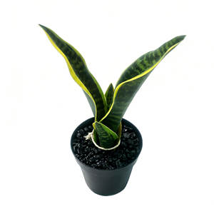 Plantas Artificiales <span class=keywords><strong>Sansevieria</strong></span> (Planta Serpiente) 4 Piezas con Maceta de Plástico Negra, Planta Artificial Pequeña para Decoración de Interiores, Sala de Estar y Hogar - Product Image 3