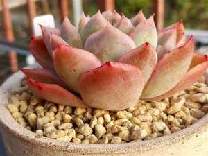 Sol bonsaï Kanuma <span class=keywords><strong>de</strong></span> haute qualité pour plantes en pot d'intérieur 1-3mm 3-6mm 6-9mm fournitures <span class=keywords><strong>de</strong></span> jardin - Product Image 3