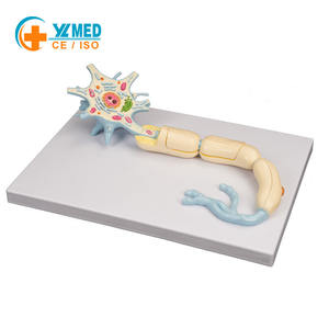 Modèle anatomique du nerf du corps, grossissement 2500 fois, structure des tissus cellulaires des fibres nerveuses, adapté à la recherche des neurologues - Product Image 1