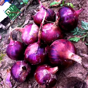 High Quality Cheap Fresh Red Onions Wholesale Cheap Price Fresh Red Onion Suppliers On Red Onion 1 Ton Price For Sale