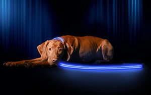 Vente directe d'usine vente chaude LED clignotant collier pour animaux de compagnie collier de <span class=keywords><strong>chien</strong></span> lumineux pour la sécurité marche animal de compagnie et contre l'animal perdu - Product Image 6