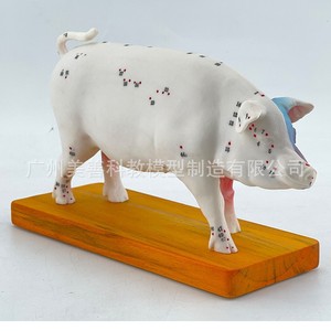 Modèle anatomique de porc, modèle d'acupuncture porcine, modèle d'anatomie animale, modèle de points d'acupuncture animale, aides pédagogiques vétérinaires - Product Image 2
