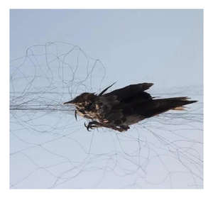 Filet anti-oiseaux en nylon, filet de capture de pigeons, filet de chasse aux oiseaux - Product Image 5