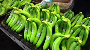 BANANAS CAVENDISH VERDE FRESCO CON EL MEJOR PRECIO de Vietnam - Product Image 3