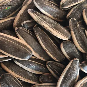 China 601 factory raw material sunflower seed price